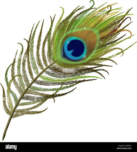 peacock real feather|realistic peacock feather.